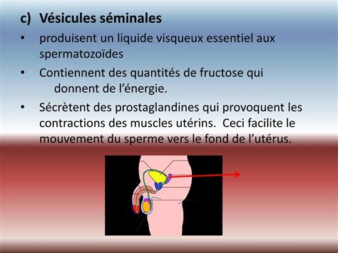 liquide séminal rôle|Qu’est